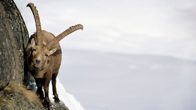 Illustration for article titled Look, By Now We’ve All Seen Pictures Of Mountain Goats On Incredibly Steep Inclines So Don’t Complain When These 6 Photos Don’t Blow You Away